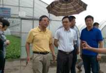 市农委领导莅临奉贤扬升蔬菜基地指导工作