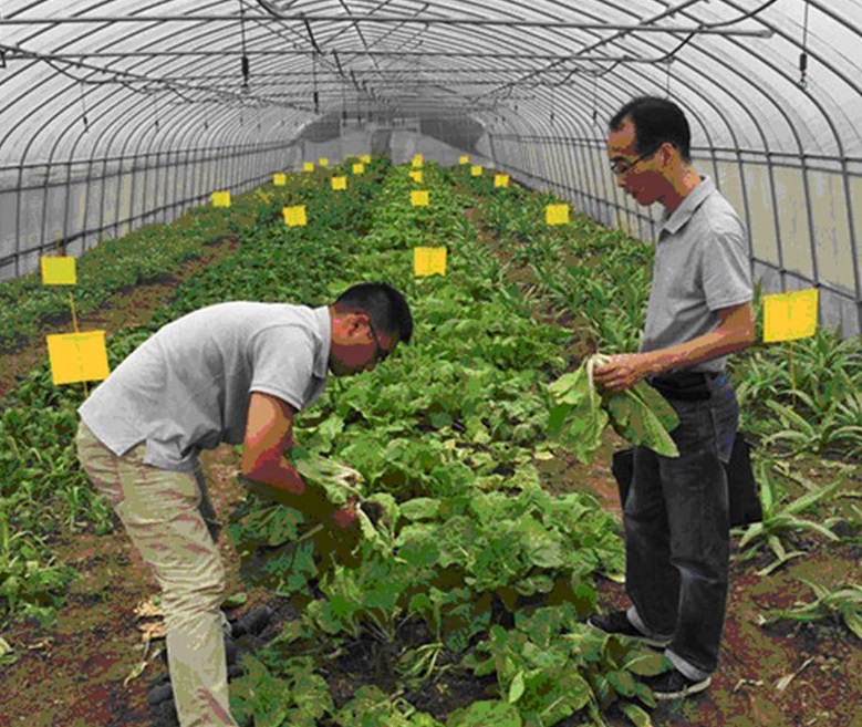 20150923市农委检查蔬菜生产