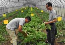 市农委领导来闵行区检查蔬菜生产和安全监管工作