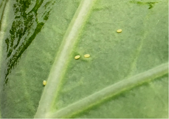 年春季小菜蛾 菜青虫的发生趋势与防治预报 上海蔬菜食用菌行业协会