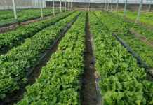 曹路农投公司积极推进特色产品规模化种植