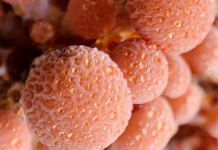 国内首创!院士团队研发“果味菜”,8天就能采摘,