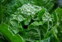 白菜除虫的4个“小偏方”,简单易操作,效果一级棒!